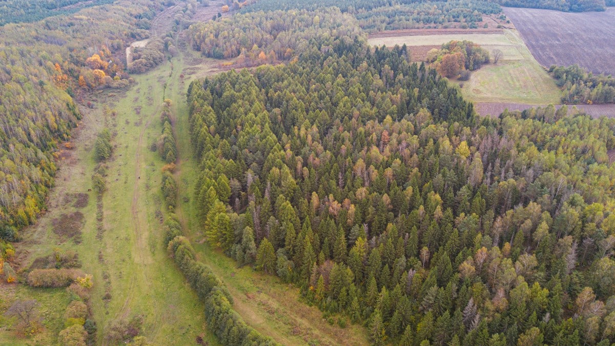 An aerial view of a dense coniferous forest bordering a grassy meadow